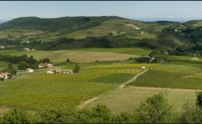 Picnic in the vineyard : Simplicity option
