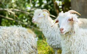 Ferme d'Amalthée - Apéritif Insolite