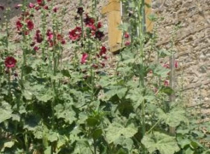 Domaine Guillard