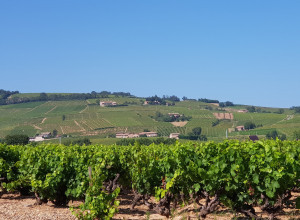 Juliénas Chaintré Vignerons Associés