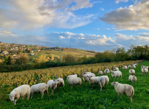 Domaine Albert