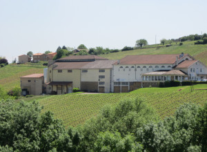 Oedoria