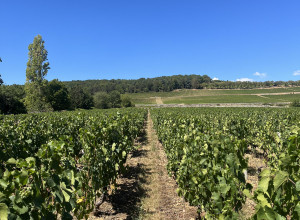 Domaine Bosse-Platière