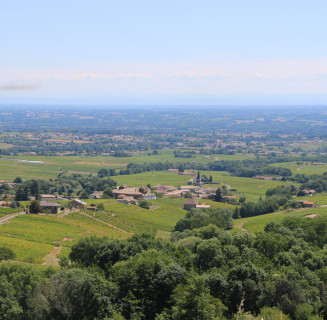 Circuit autour de Juliénas, à la conquête de l'Amour des Crus