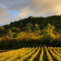 Changement de décor dans les vignes du Beaujolais 

Les couleurs flamboyantes s'emparent des feuilles de vignes et la saison des balades au grand air est lancée !

Quelle est votre saison préférée ? 

Lieux : Bagnols, Saint-Germain-Nuelles, Chessy-les-Mines.

#Beaujolais #Automne #Vignoble #RhoneAlpes #Balade #CouleursDAutomne